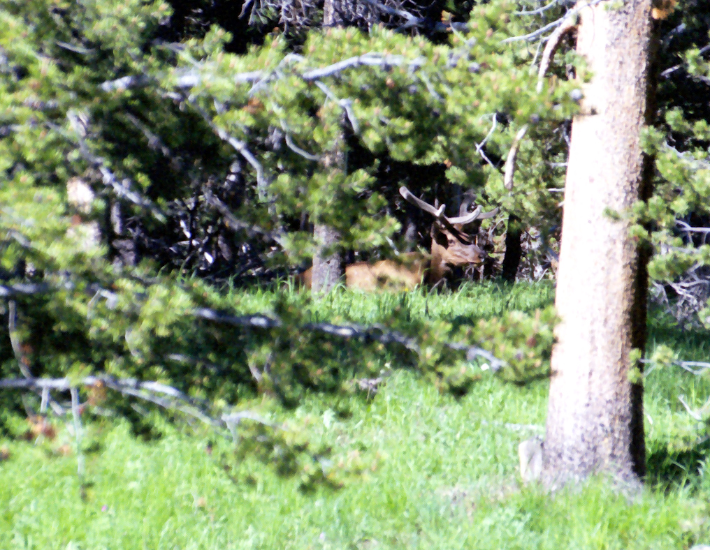 Elk  
