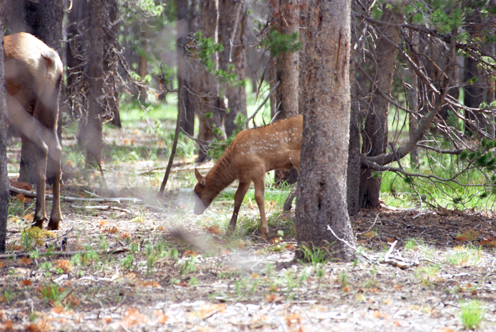Elk  