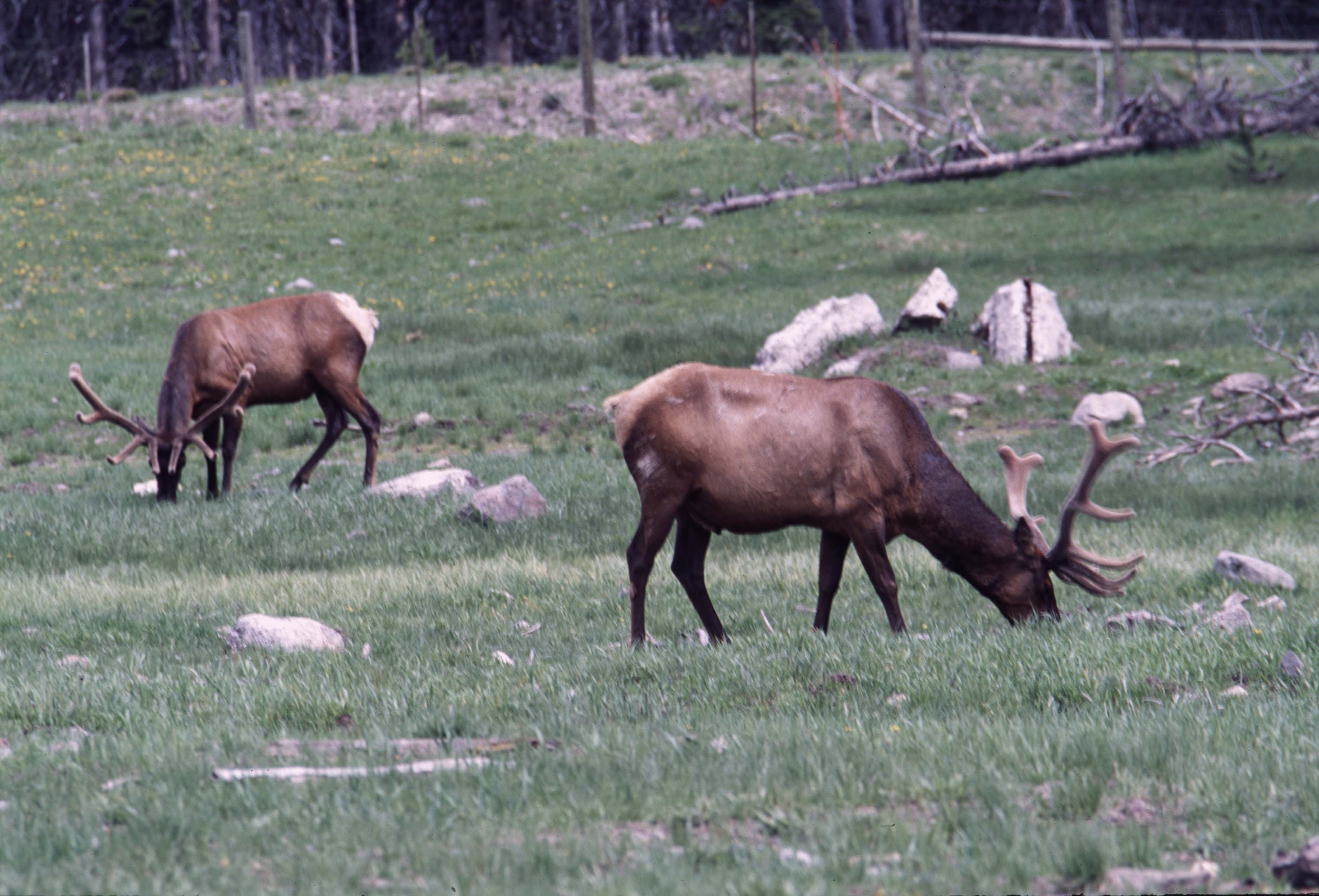 000611 C06 Canyon Area Elk