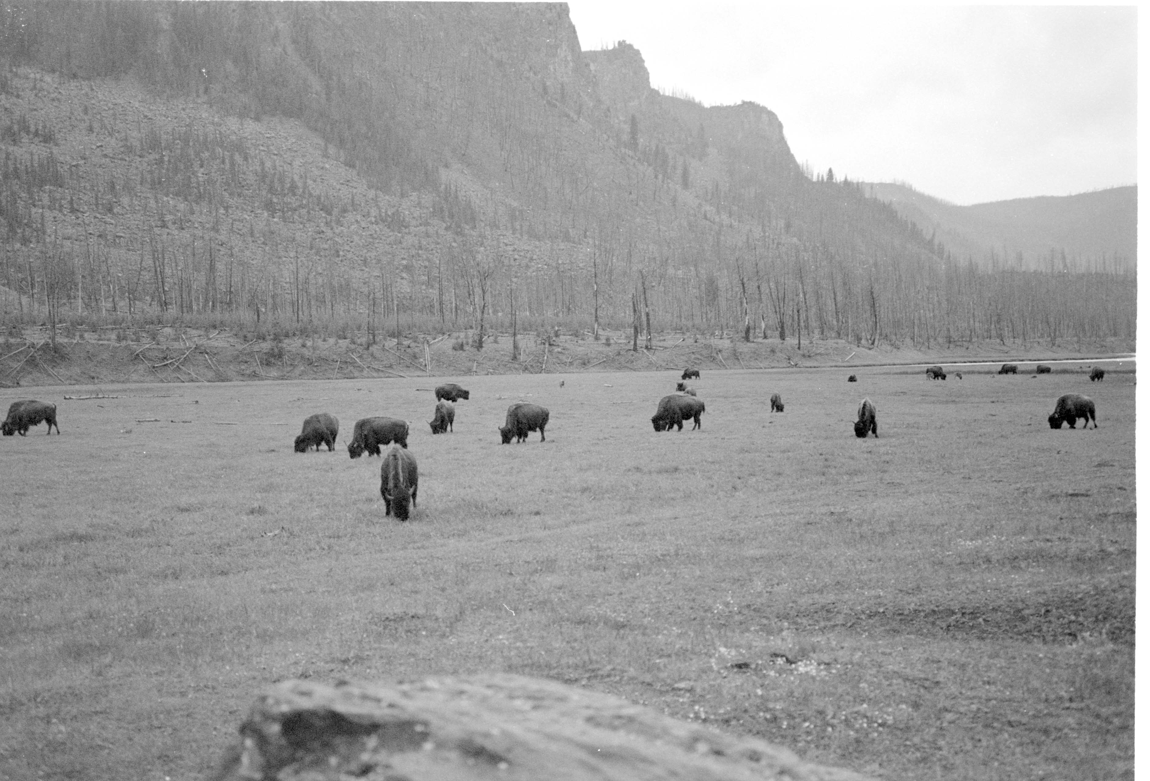000612 E22 Madison Area Bison