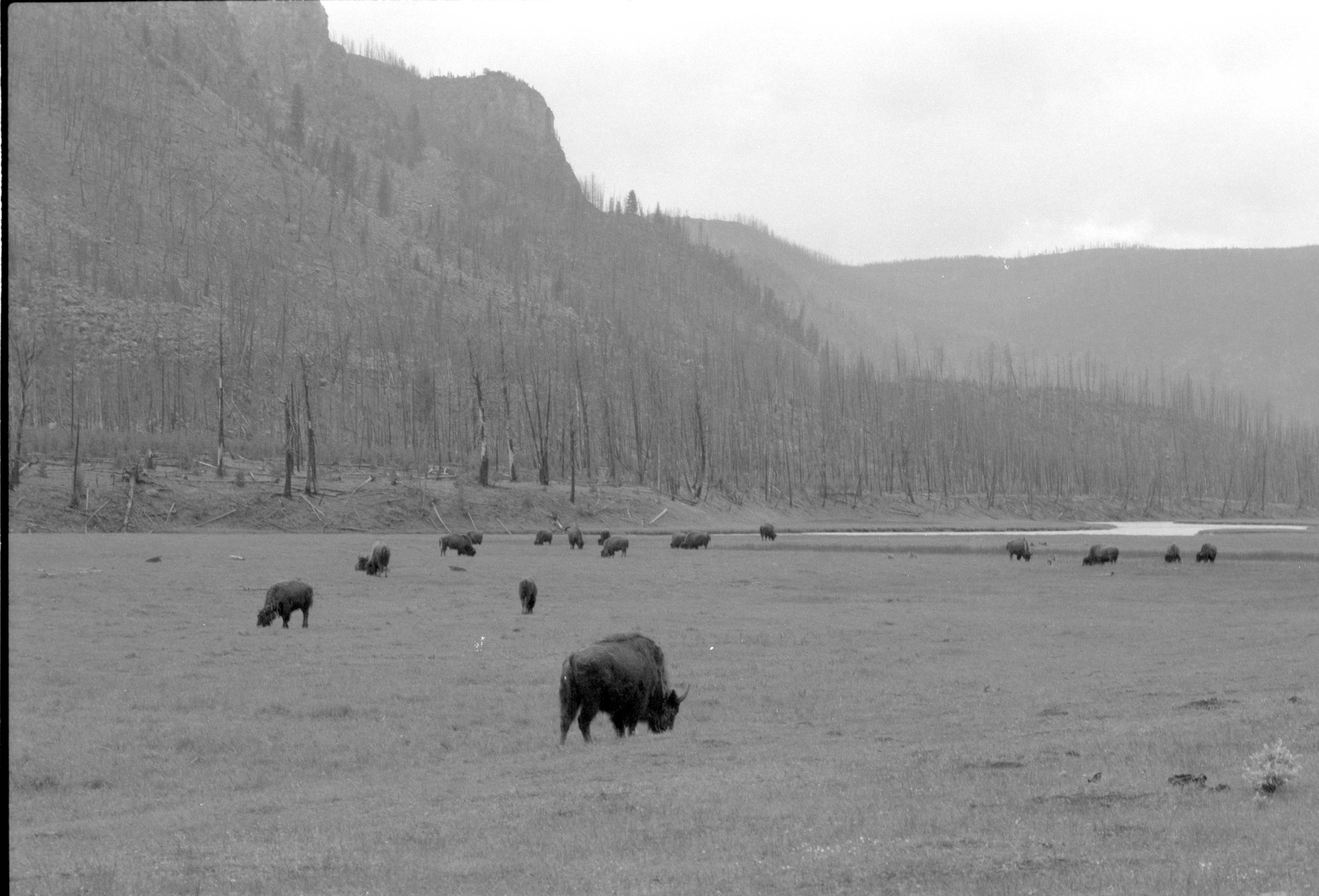 000612 G21 Madison Area Bison