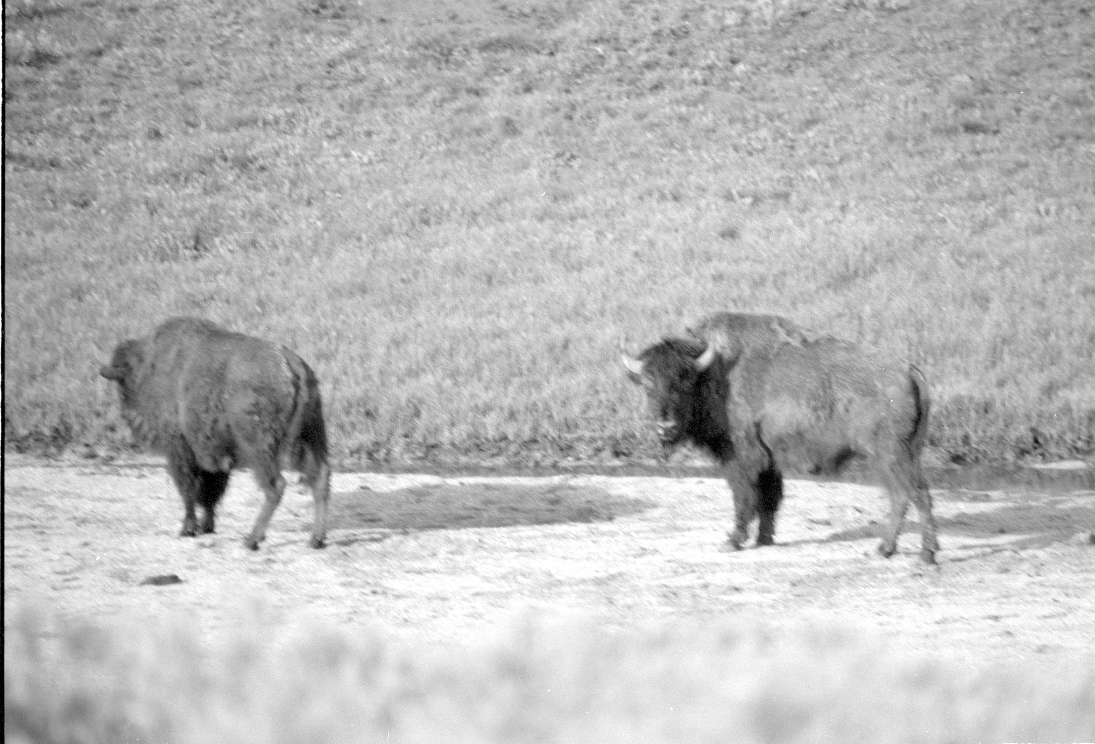 000612 G34 Madison Area Bison