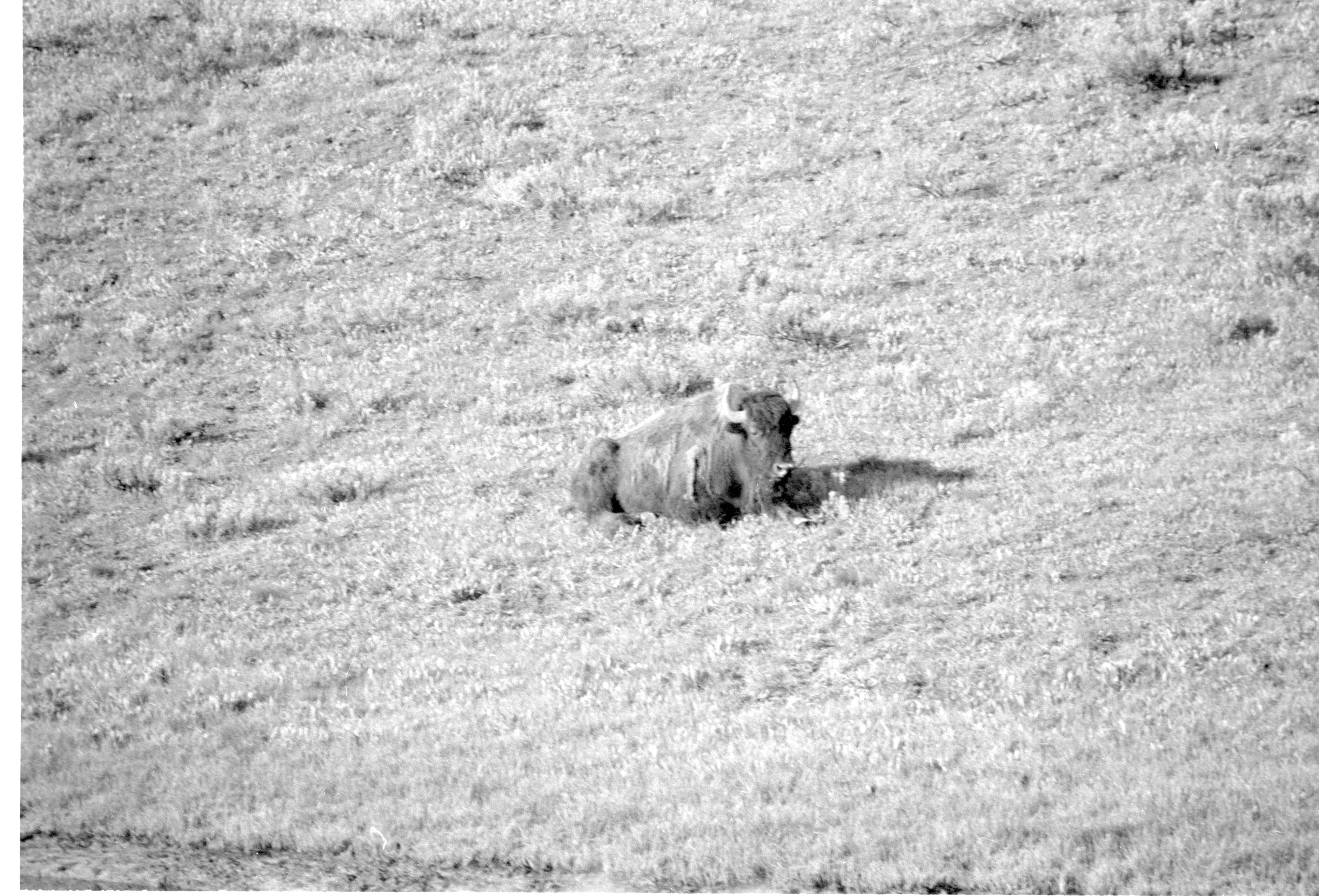 000612 G35 Madison Area Bison