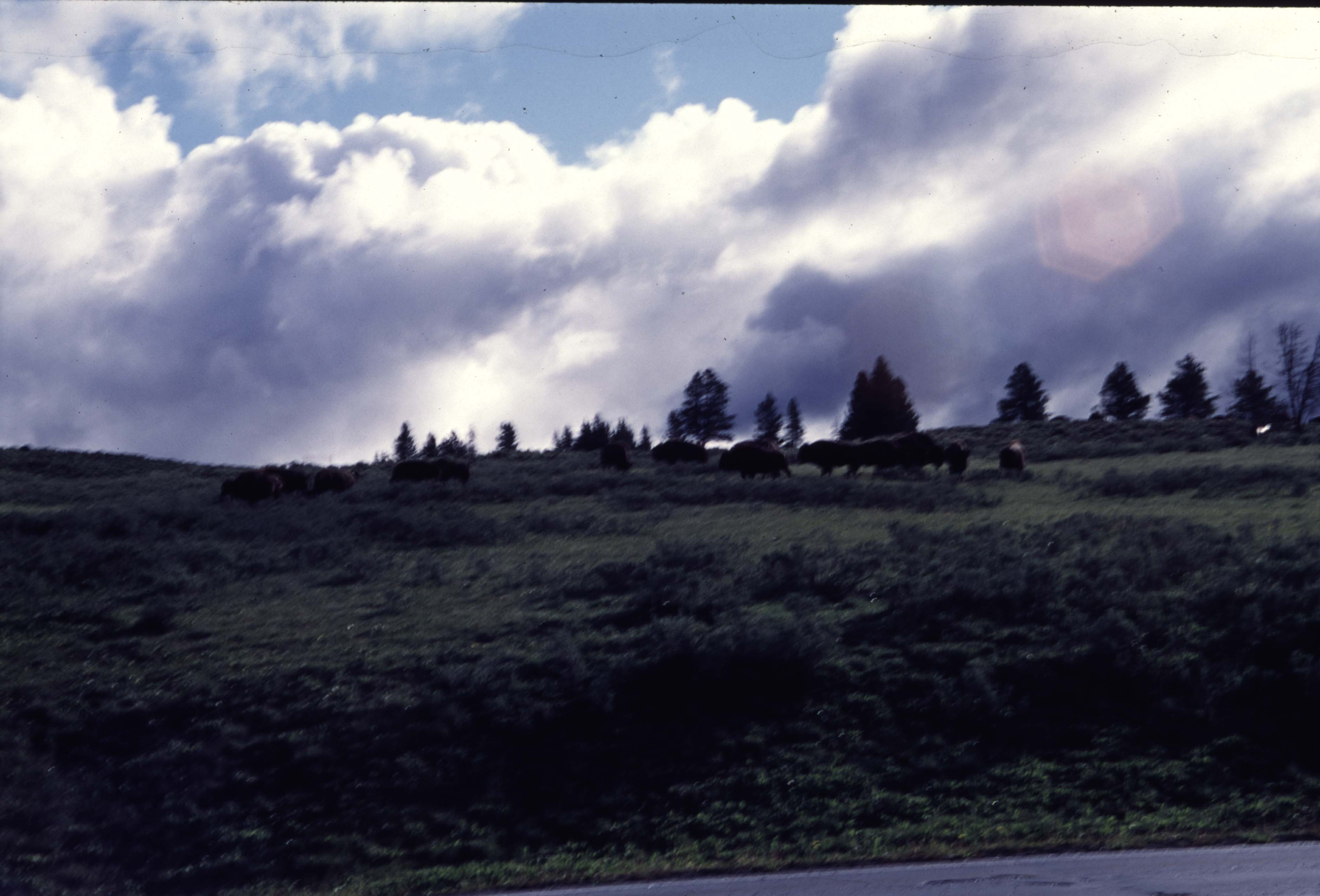 000613 H01 Bison Crossing River Provia