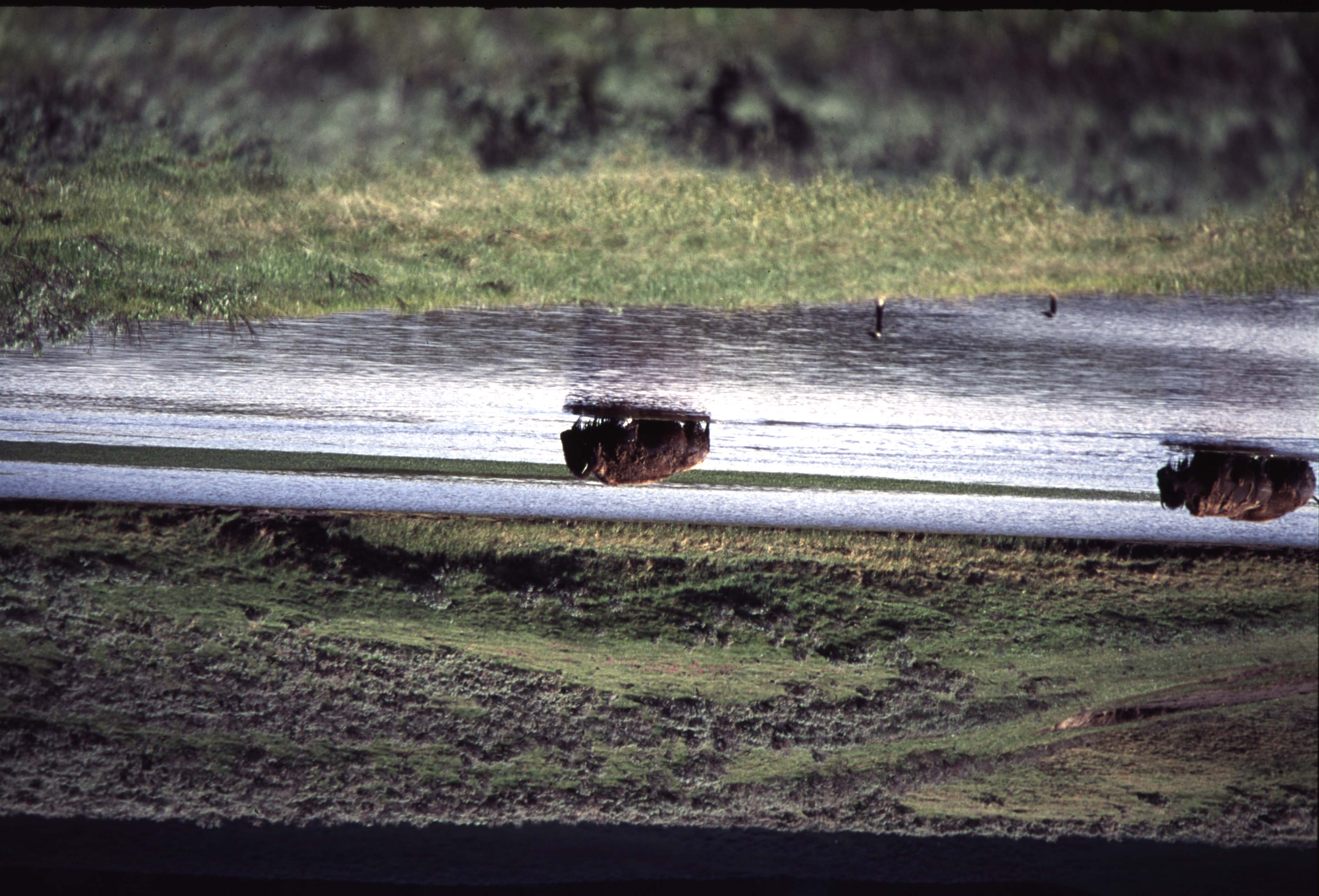 000613 H03 Bison Crossing River