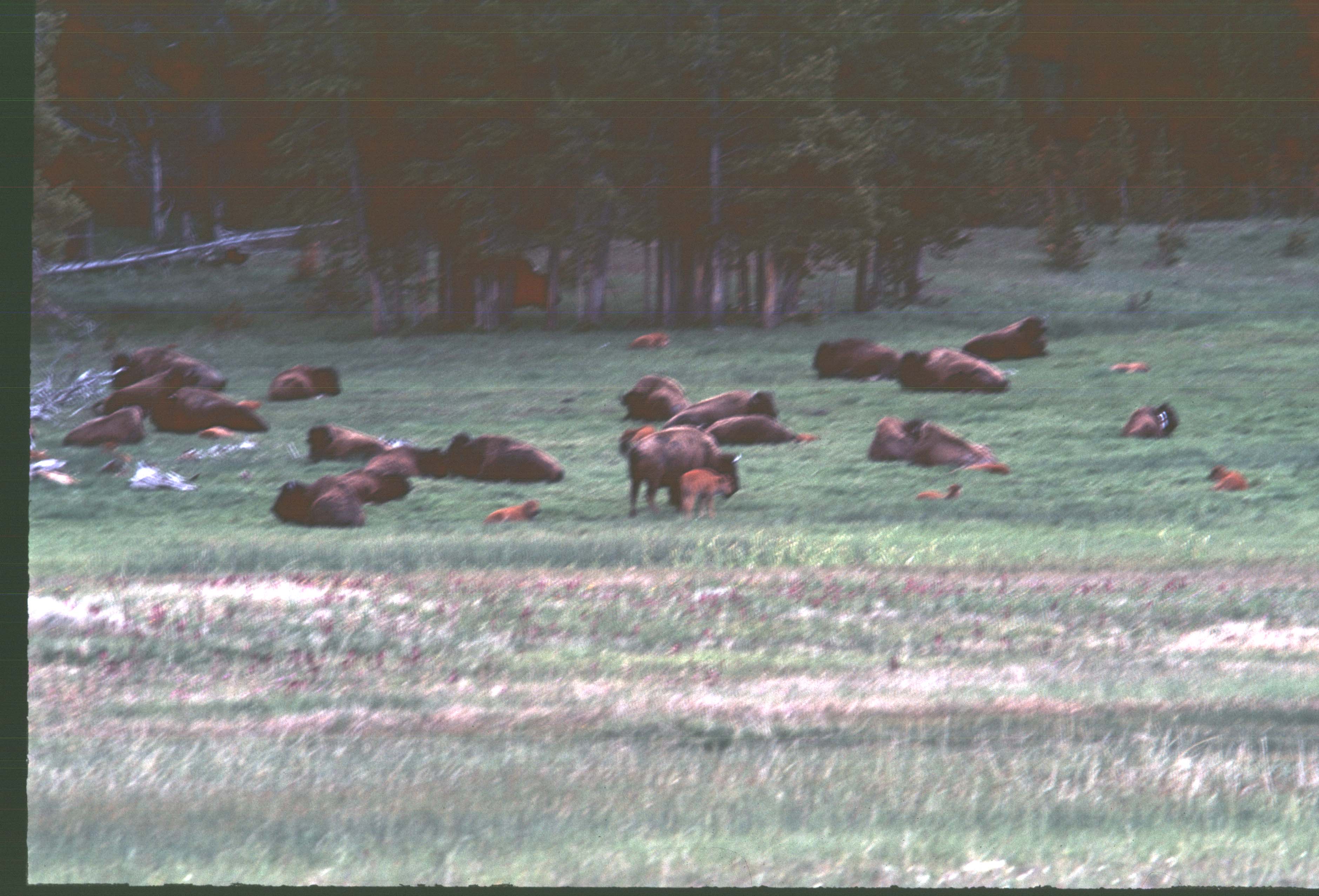 000616 K31 Midway Geyser Basin