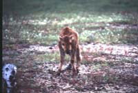 000612 C21 Injured Baby Bison
