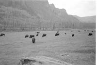 000612 E22 Madison Area Bison