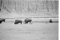 000612 F06 Madison Area Bison