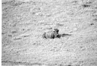 000612 G35 Madison Area Bison