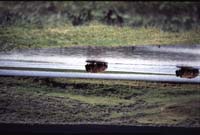 000613 H03 Bison Crossing River