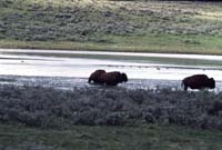 000613 H08 Bison Crossing River
