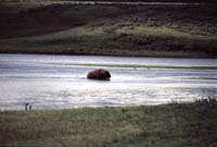 000613 H09 Bison Crossing River