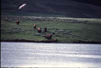 000613 H11 Bison Crossing River