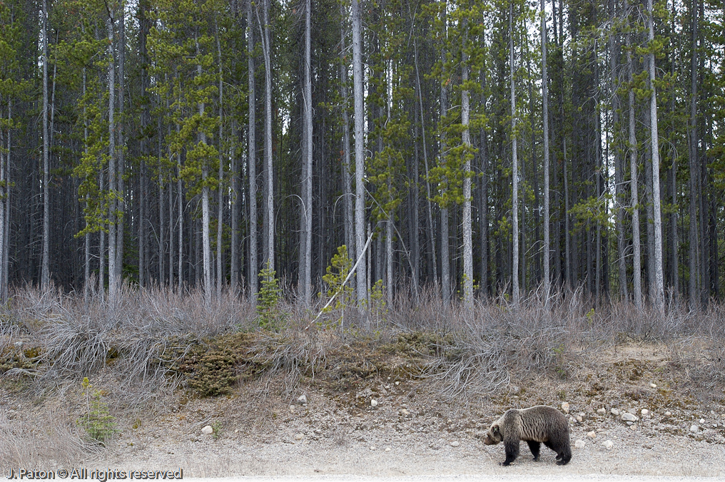 Bear at the entrance to the Icefield Parkway   Banff National Park, Albert, Canada