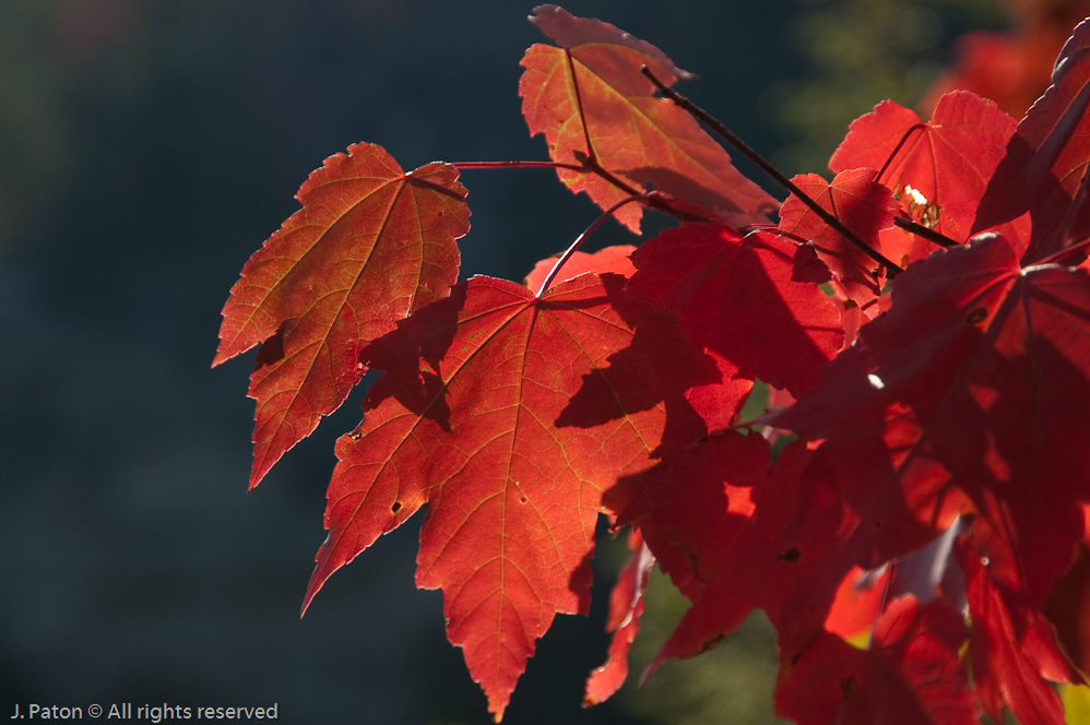 Fall Color  