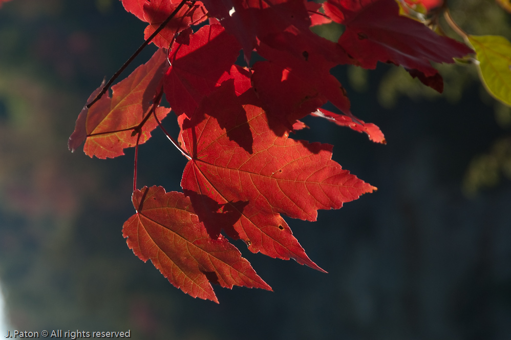 Fall Color  