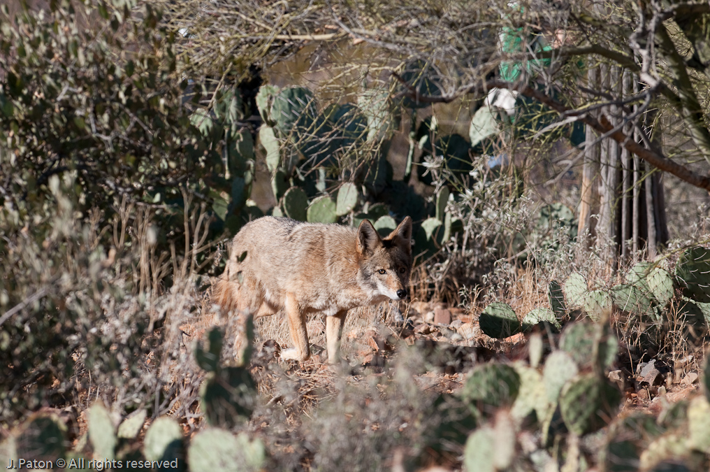    Arizona-Sonora Desert Museum, Tucson, Arizona