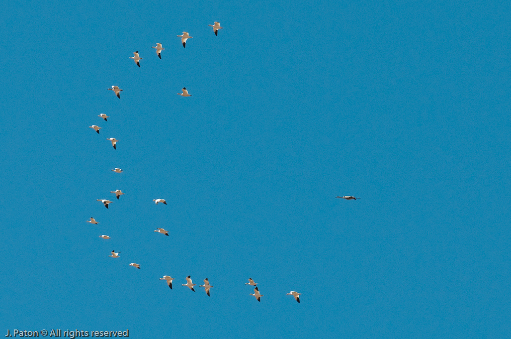 Geese and Sandhill  