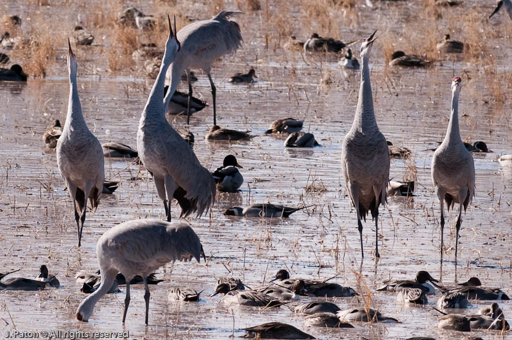 Sandhill Cranes Making Some Noise   Bosque del Apache National Wildlife Refuge, New Mexico