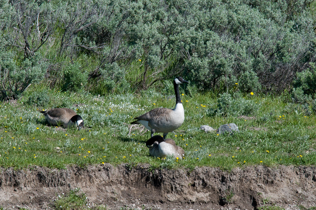 Canadian Geese   Yellowstone National Park
