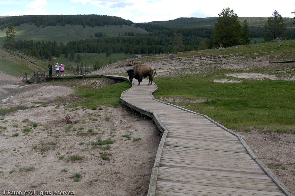 Bison on Boardwalk   Mud Volcano Area, Yellowstone National Park