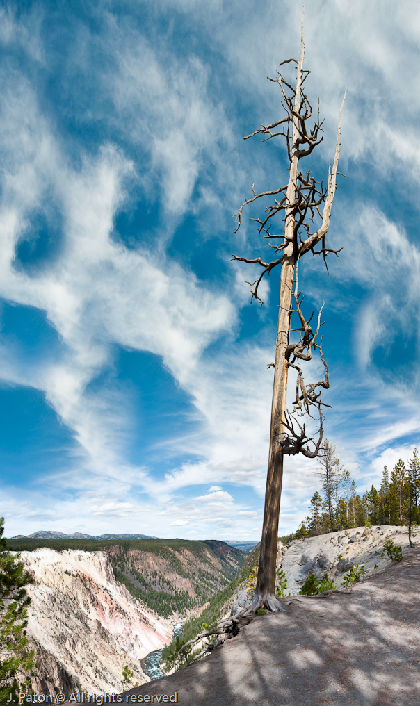 Tree on Canyon Rim   Ribbon Lake Trail, Canyon Area, Yellowstone National Park, Wyoming