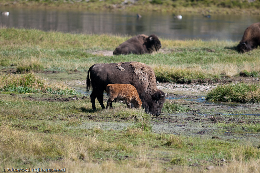 Muddy Bison Calf   Hayden Valley, Yellowstone National Park, Wyoming