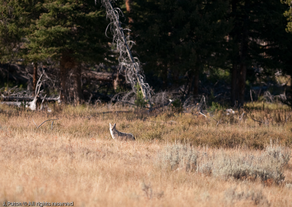 Coyote Keeping an Eye on Me   Near Wraith Falls, Yellowstone National Park, Wyoming