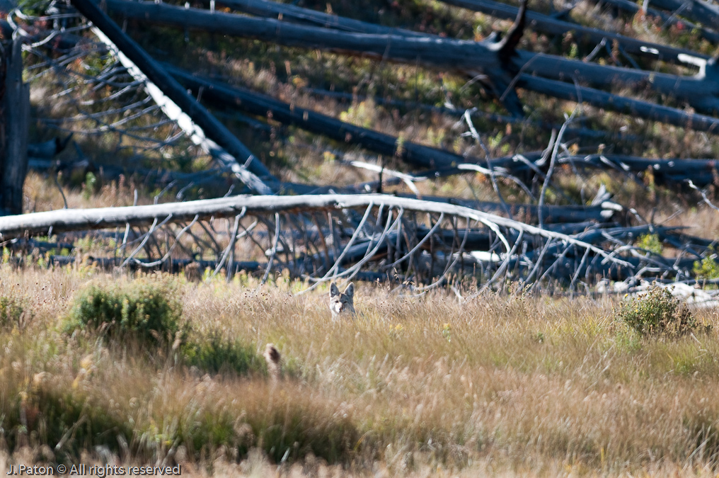 Coyoto Still Keeping an Eye on Me   Near Wraith Falls, Yellowstone National Park, Wyoming