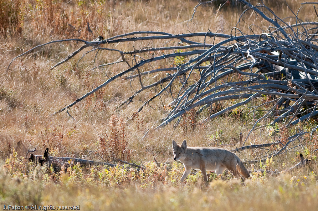 Coyoto Closeup   Near Wraith Falls, Yellowstone National Park, Wyoming