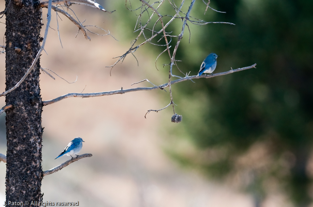 Mountain Bluebirds   Near Wraith Falls, Yellowstone National Park, Wyoming
