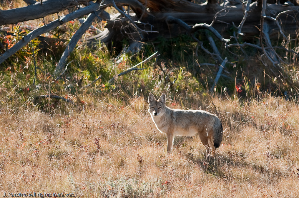 Coyote Stare   Near Wraith Falls, Yellowstone National Park, Wyoming