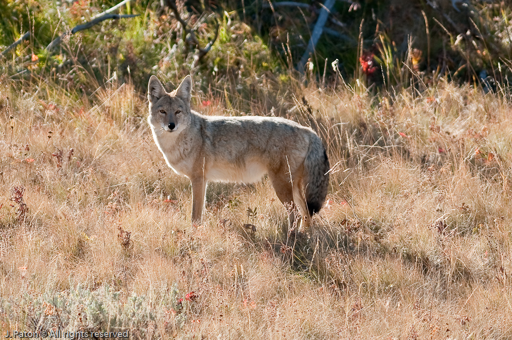 Coyoto Closeup   Near Wraith Falls, Yellowstone National Park, Wyoming