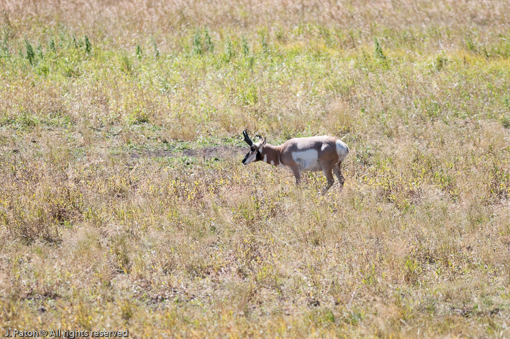 Pronghorn   Lamar Valley, Yellowstone National Park, Wyoming