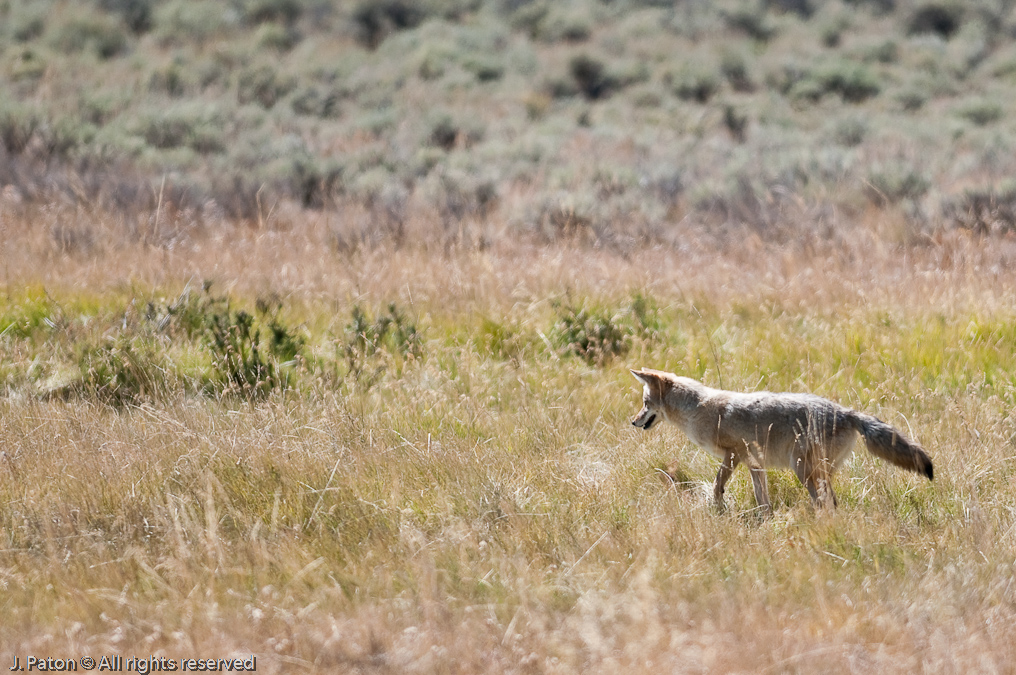 Coyote Pounce   Lamar Valley, Yellowstone National Park, Wyoming