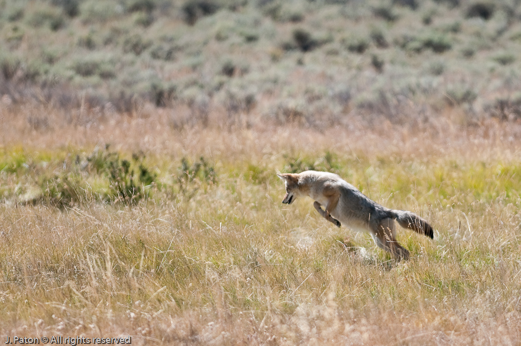 Coyote Pounce   Lamar Valley, Yellowstone National Park, Wyoming