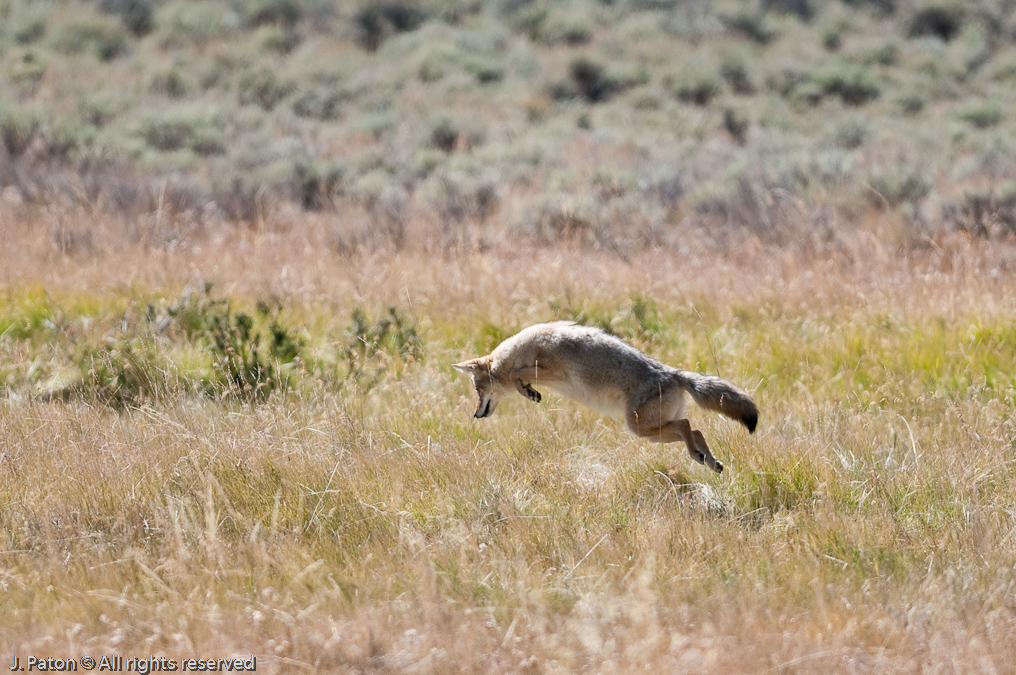 Coyote Pounce   Lamar Valley, Yellowstone National Park, Wyoming
