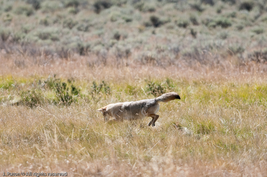 Coyote Pounce   Lamar Valley, Yellowstone National Park, Wyoming