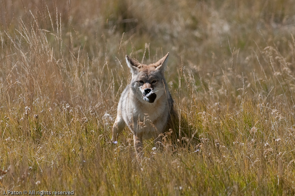 Coyote Success   Lamar Valley, Yellowstone National Park, Wyoming