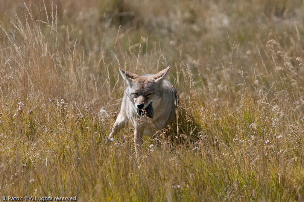 Coyote Ears   Lamar Valley, Yellowstone National Park, Wyoming
