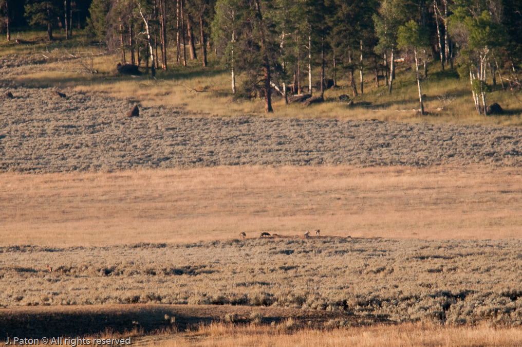 More Join the Party   Lamar Valley, Yellowstone National Park, Wyoming
