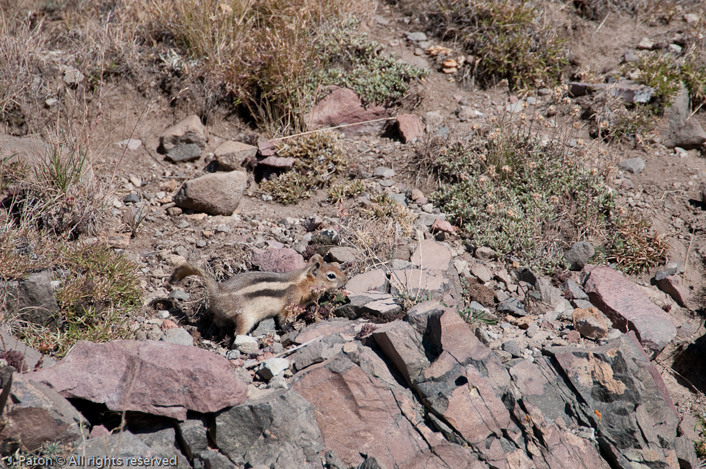 Golden-mantled Ground Squirrel   Mount Washburn, Yellowstone National Park, Wyoming