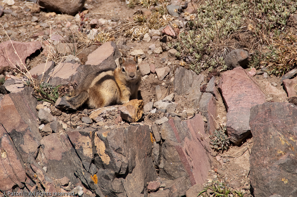 Golden-mantled Ground Squirrel   Mount Washburn, Yellowstone National Park, Wyoming