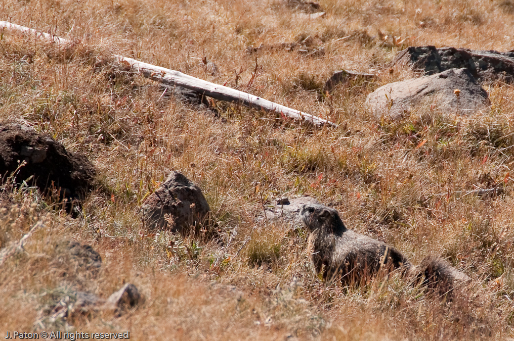 Yellow-bellied Marmot   Mount Washburn, Yellowstone National Park, Wyoming