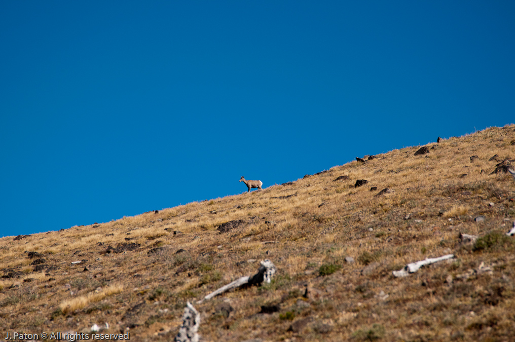 Bighorn Sheep Above   Mount Washburn, Yellowstone National Park, Wyoming