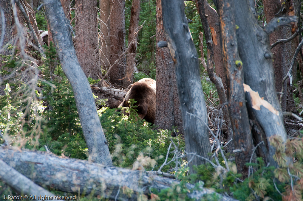 What was that noise in the trees?   Mount Washburn, Yellowstone National Park, Wyoming