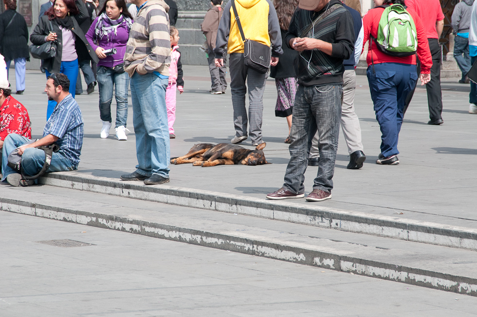 Dogs Everywhere in Chile   Plaza de Armas, Santiago, Chile
