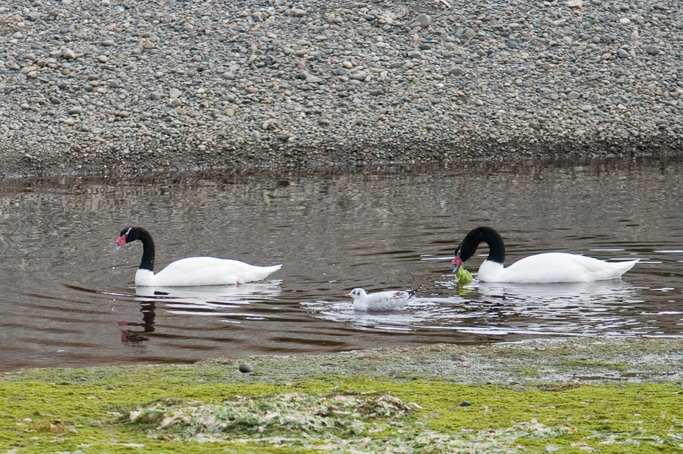 Black-necked Swans and Andean Gull?   Chiloé Island, Chile