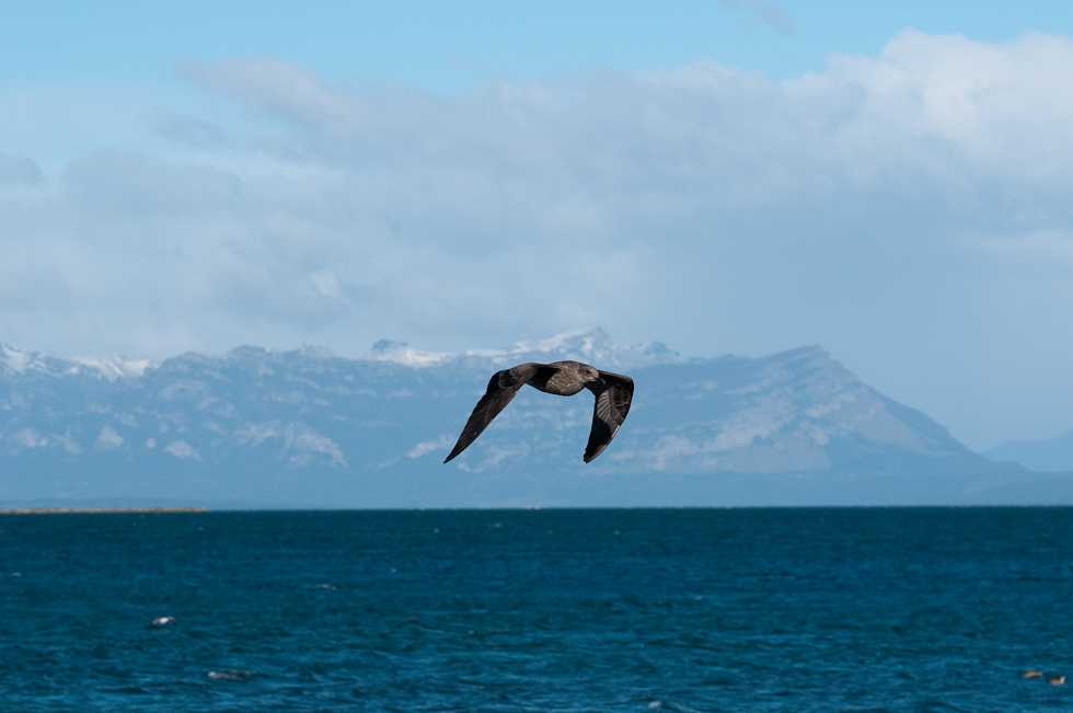 Gull with a better than average background   Puerto Natales, Chile